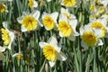 White Narcisus